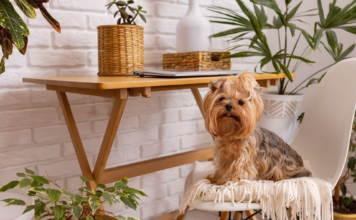 ドッグフレンドリーな観葉植物 犬まとめ,犬,観葉植物