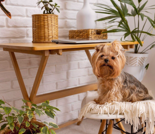 ドッグフレンドリーな観葉植物 犬まとめ,犬,観葉植物