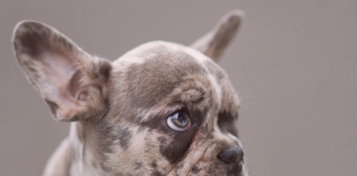 犬の遺伝子と遺伝子検査 犬まとめ,犬,遺伝子検査