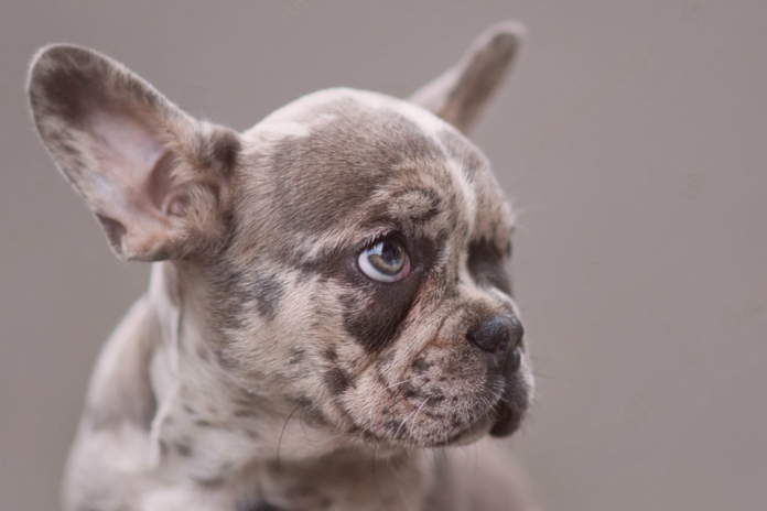 犬の遺伝子と遺伝子検査 犬まとめ,犬,遺伝子検査