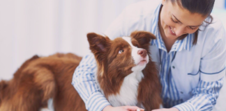うちの子もなれる?!供血犬レポート! 犬まとめ犬供血犬献血