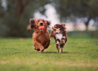 迎えたのは犬に慣れていないシニア犬!?~犬とのご挨拶編~ 犬まとめ,犬,犬友,犬見知り
