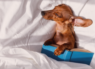 分からなくても楽しい!犬関連の海外本・写真集 犬まとめ,犬,本,海外,