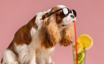 知ってるつもり?!犬と水分補給 犬まとめ,犬,水分補給,脱水症状,