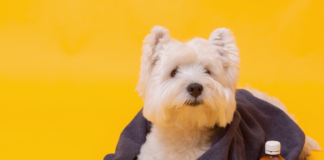 人生はじめての犬の鼻血 ③〜療養編〜 犬まとめ,犬,治療,出血