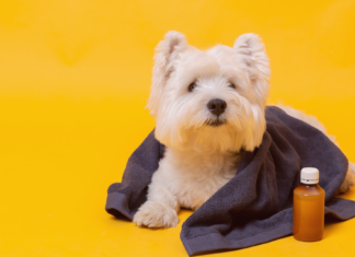 人生はじめての犬の鼻血 ③〜療養編〜 犬まとめ,犬,治療,出血