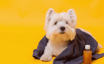 人生はじめての犬の鼻血 ③〜療養編〜 犬まとめ,犬,治療,出血