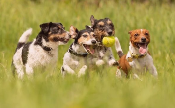 犬に友達って必要なの?? 犬まとめ,犬,犬友,犬の友達