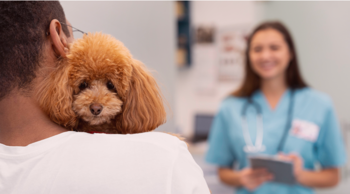 犬の避妊去勢手術について