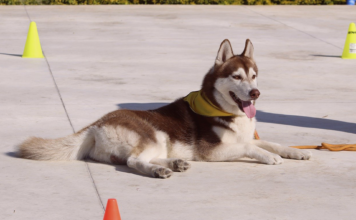 犬のしつけ教室体験行ってみた! 犬まとめ,犬,しつけ教室,躾,