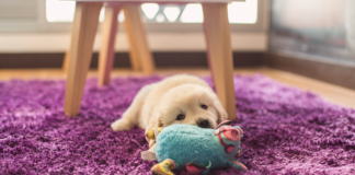 タイプ別!我が犬たちのオモチャ遍歴 犬まとめ,犬,オモチャ,トイ