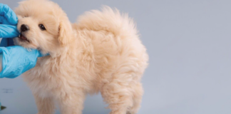 フィラリア症ってどんな病気? 犬まとめ,犬,フィラリア,フィラリア症,予防