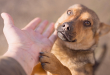 犬まとめ,犬,保護活動,手軽,気軽,