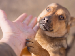 気軽に出来る保護活動のお手伝い 犬まとめ,犬,保護活動,手軽,気軽,
