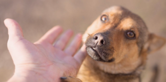 気軽に出来る保護活動のお手伝い 犬まとめ,犬,保護活動,手軽,気軽,