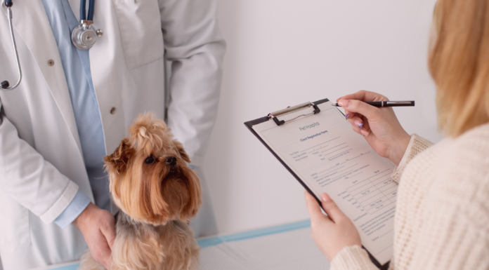 タイプ別動物病院の体験比較 犬まとめ,犬,動物病院,比較