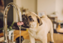 最も身近な水と犬のおはなし 犬まとめ,犬,水