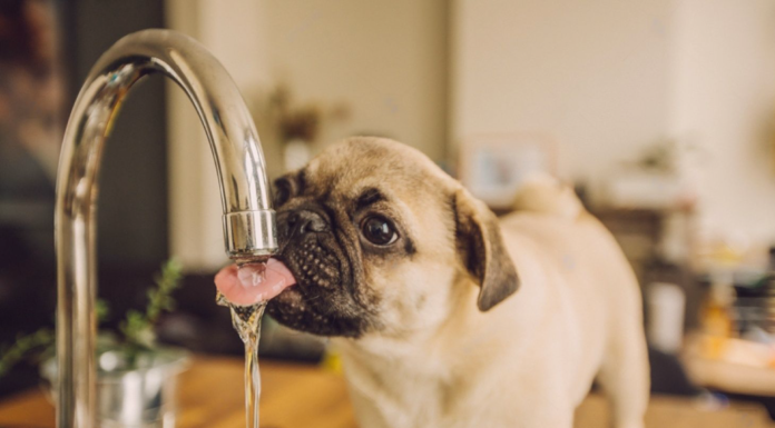 最も身近な水と犬のおはなし 犬まとめ,犬,水