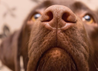 人生はじめての犬の鼻血 ②〜診察編〜 犬まとめ,犬,鼻血,診察,