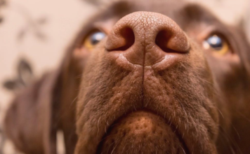 人生はじめての犬の鼻血 ②〜診察編〜 犬まとめ,犬,鼻血,診察,