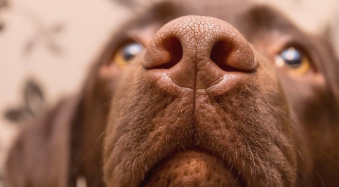 人生はじめての犬の鼻血 ②〜診察編〜 犬まとめ,犬,鼻血,診察,