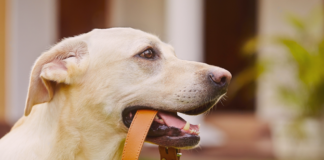 犬用チョーカーDIYで手作りしてみた! 犬まとめ,チョーカー,首輪,迷子札,手作り,DIY