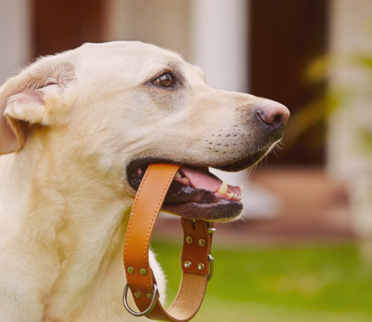 犬用チョーカーDIYで手作りしてみた! 犬まとめ,チョーカー,首輪,迷子札,手作り,DIY
