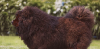 犬オタク必見!JKC非公認犬種