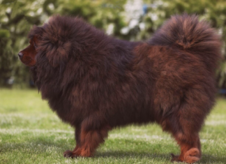 犬オタク必見!JKC非公認犬種