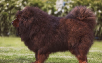 犬オタク必見!JKC非公認犬種