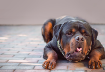 我が家の愛犬看病記〜急性胃腸炎編〜 犬まとめ,犬,胃腸炎,急性胃腸炎,嘔吐,