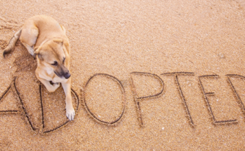 野犬の迎え方。〜芽萌編〜