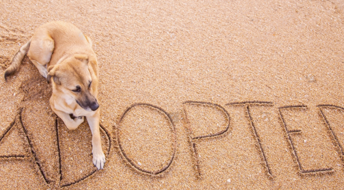 野犬の迎え方。〜芽萌編〜