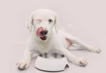 ドライフードにちょい足しトッピング!手作り犬ごはん~秋バージョン~ 犬まとめ,犬,フード,トッピング,手作り