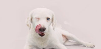 ドライフードにちょい足しトッピング!手作り犬ごはん~秋バージョン~ 犬まとめ,犬,フード,トッピング,手作り