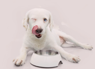 ドライフードにちょい足しトッピング!手作り犬ごはん~秋バージョン~ 犬まとめ,犬,フード,トッピング,手作り