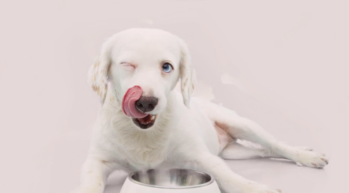 ドライフードにちょい足しトッピング!手作り犬ごはん~秋バージョン~ 犬まとめ,犬,フード,トッピング,手作り