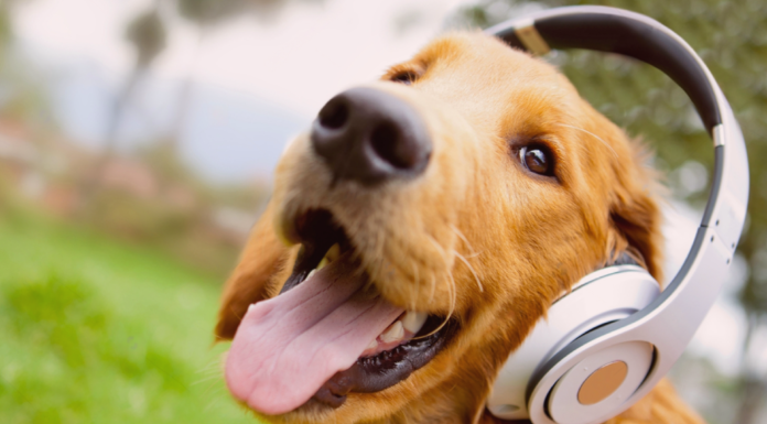 愛犬に想いを寄せる曲たち。 犬まとめ,犬,曲,音楽,楽曲