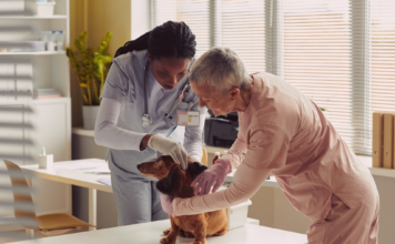愛犬の動物病院で検査って大事。① 犬まとめ,犬,検査,精密検査,動物病院