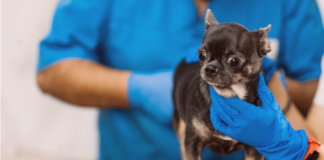 犬の肛門腺って何? 犬まとめ,犬,肛門線,肛門絞り,ケア