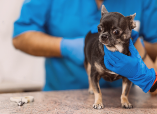 犬の肛門腺って何? 犬まとめ,犬,肛門線,肛門絞り,ケア