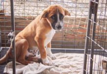 犬まとめ,犬,野犬,元保護犬,元野犬