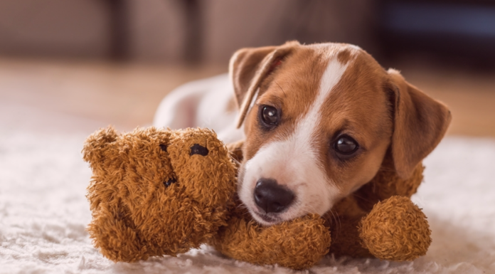 犬のいる家づくり〜yossy家の場合〜 犬まとめ,犬,家,住宅