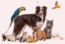 同居できる?犬と他動物と暮らしたい! 犬まとめ,犬,他動物,同居,ペット