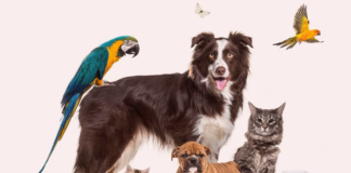 同居できる?犬と他動物と暮らしたい! 犬まとめ,犬,他動物,同居,ペット