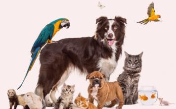 同居できる?犬と他動物と暮らしたい! 犬まとめ,犬,他動物,同居,ペット