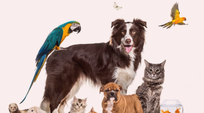 同居できる?犬と他動物と暮らしたい! 犬まとめ,犬,他動物,同居,ペット