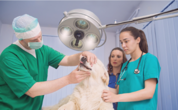 愛犬の動物病院で検査って大事。②