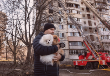 犬のためにできる防災ってなんだろう? 犬まとめ,犬,災害,防災,避難所