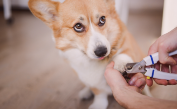 アナタだけじゃない!断固爪切り拒否の犬 犬まとめ,犬,爪切り,嫌がる,嫌い,暴れる,悩み